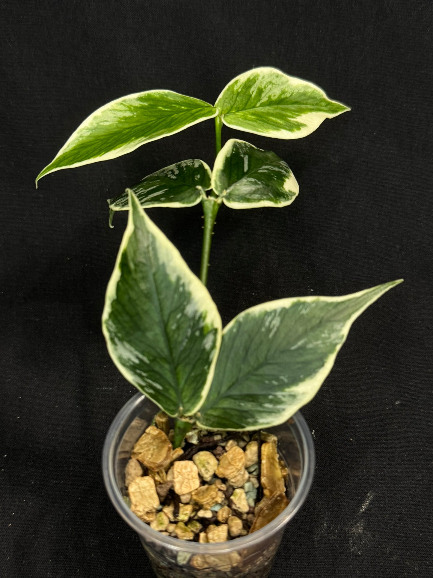 Hoya polyneura Jasminka (albo+splash), rare and beautiful variegation and splash