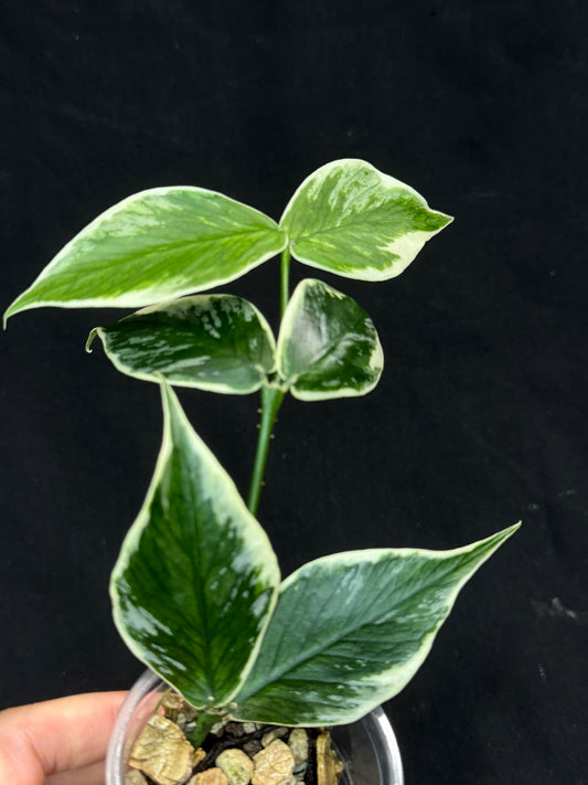 Hoya polyneura Jasminka (albo+splash), rare and beautiful variegation and splash