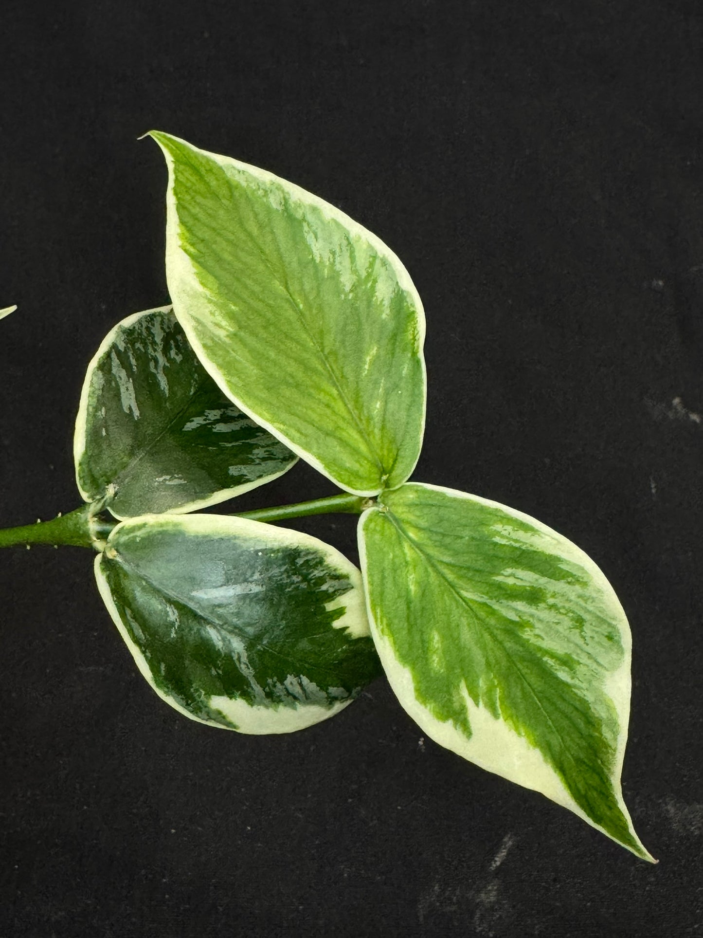 Hoya polyneura Jasminka (albo+splash), rare and beautiful variegation and splash