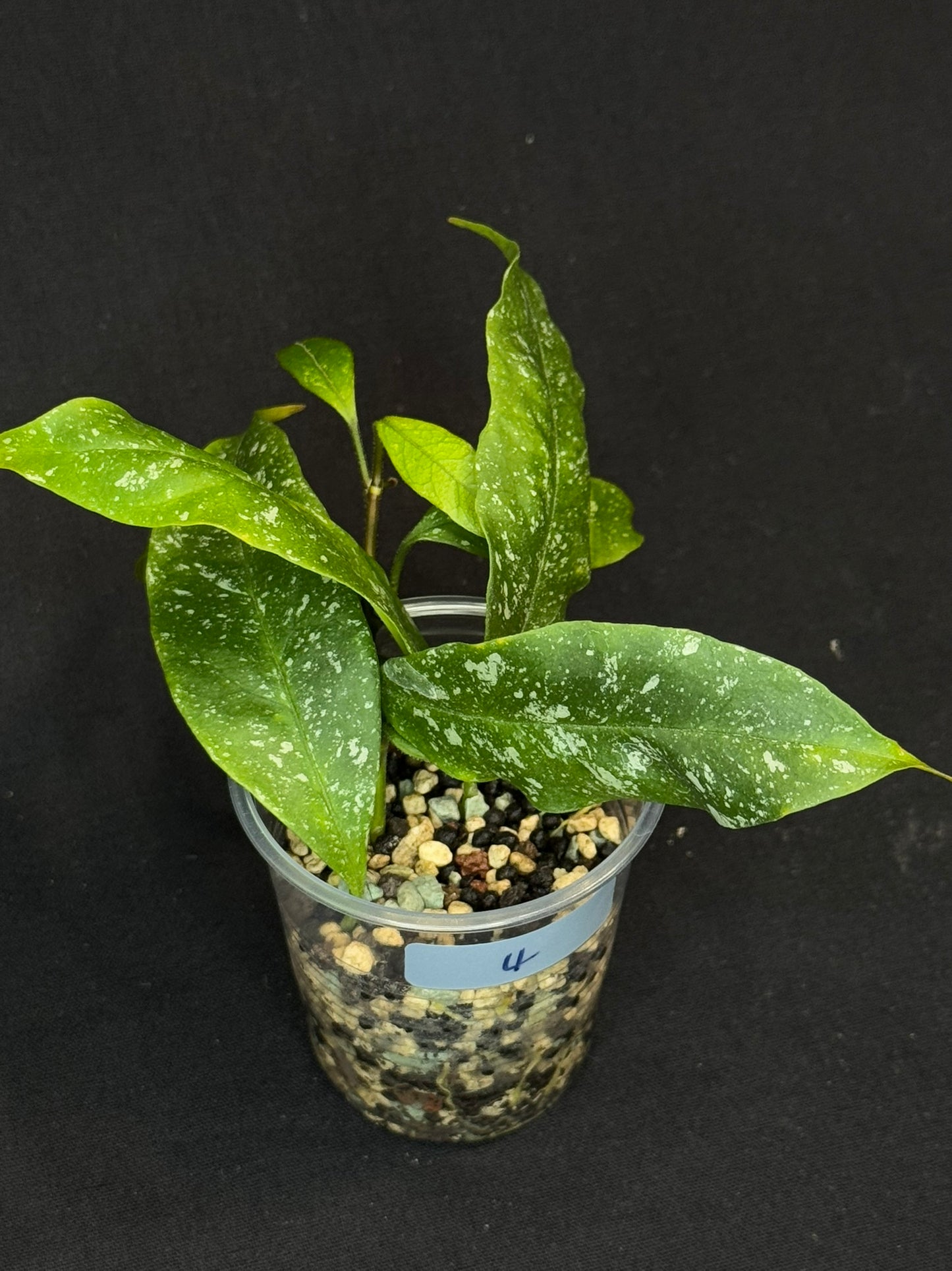 Hoya Multiflora Mini Splash, rare, #4