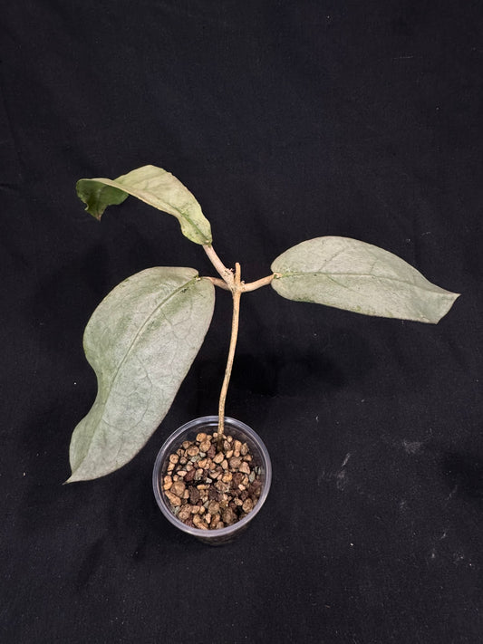 UNICORN🦄! Hoya Mitrata pearl gold, rare, rooted with growth point
