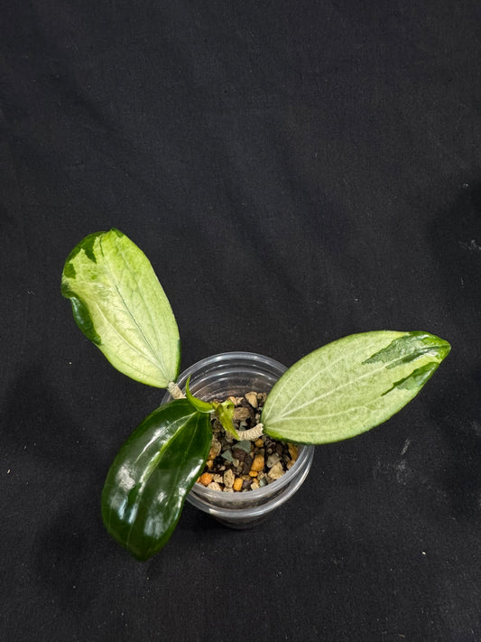 UNICORN🦄! Hoya quinquenervia variegated, nice variegation color,  super rare (Upgrade Shipping is recommended) (Copy)