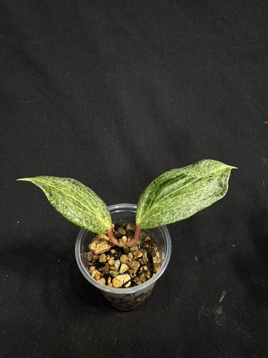 UNICORN🦄! Hoya crocodile (A1), nice variegation color, super rare (Upgrade Shipping is recommended)