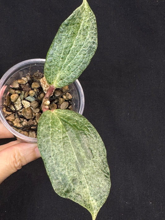 UNICORN🦄! Hoya crocodile (A1), nice variegation color, super rare (Upgrade Shipping is recommended)