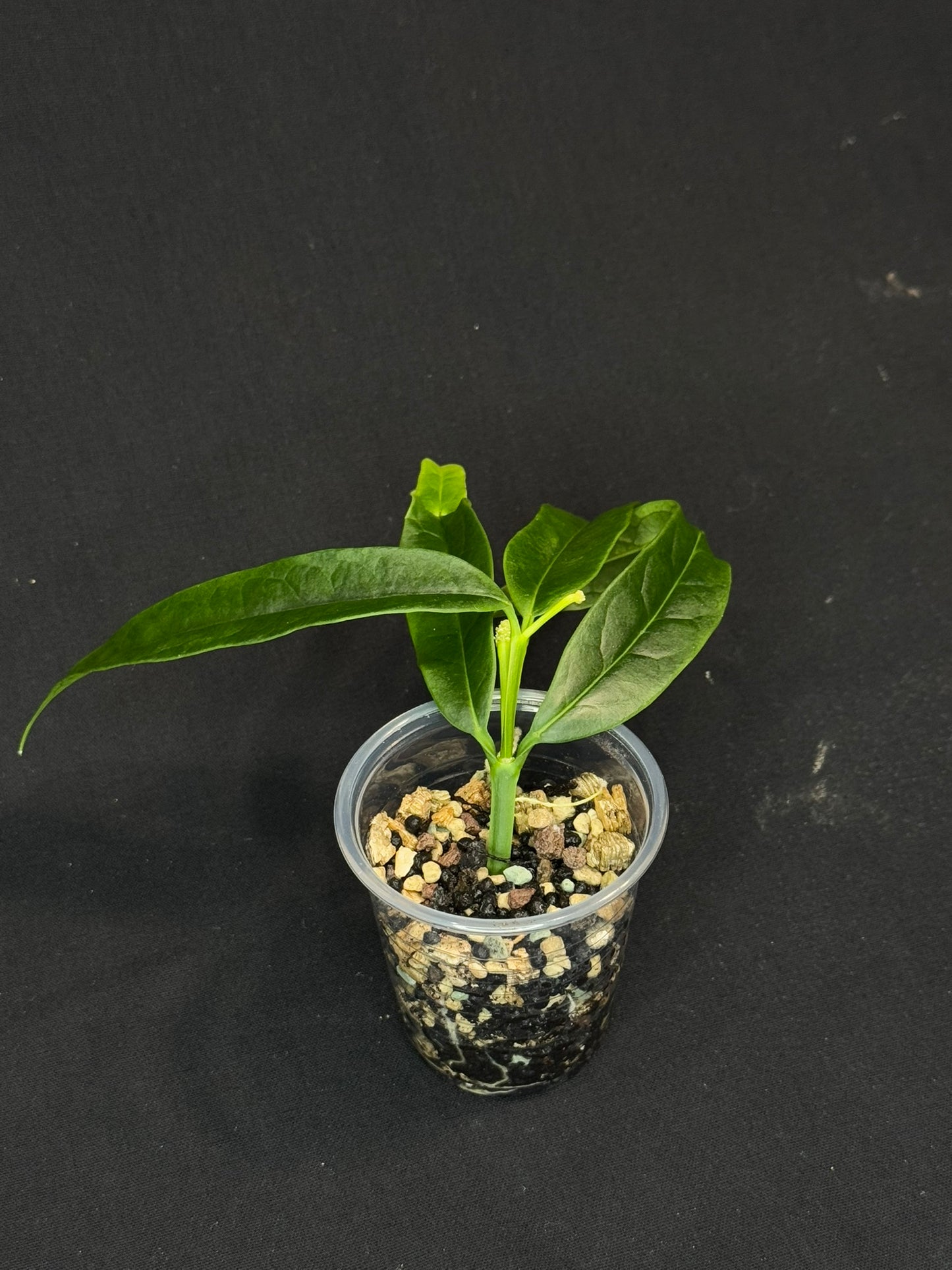 Hoya platycaulis, pleasant fragrant flowers, with a peduncle
