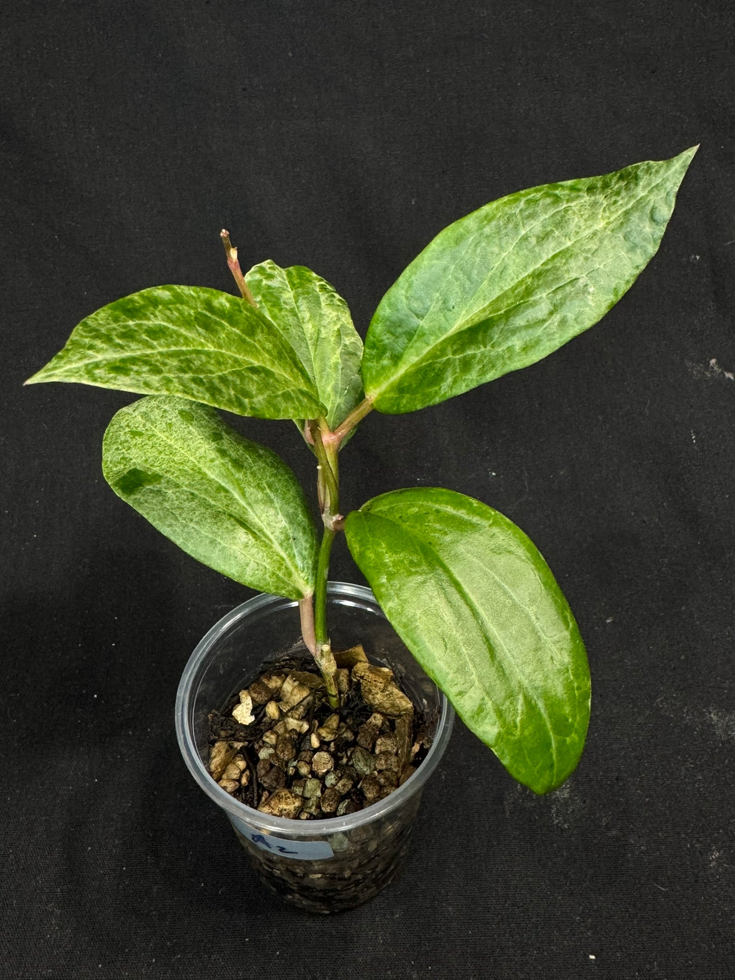 UNICORN🦄! Hoya crocodile (A2), nice variegation color, super rare (Upgrade Shipping is recommended)