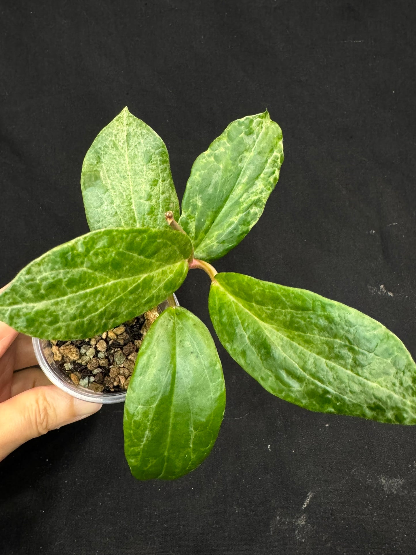 UNICORN🦄! Hoya crocodile (A2), nice variegation color, super rare (Upgrade Shipping is recommended)