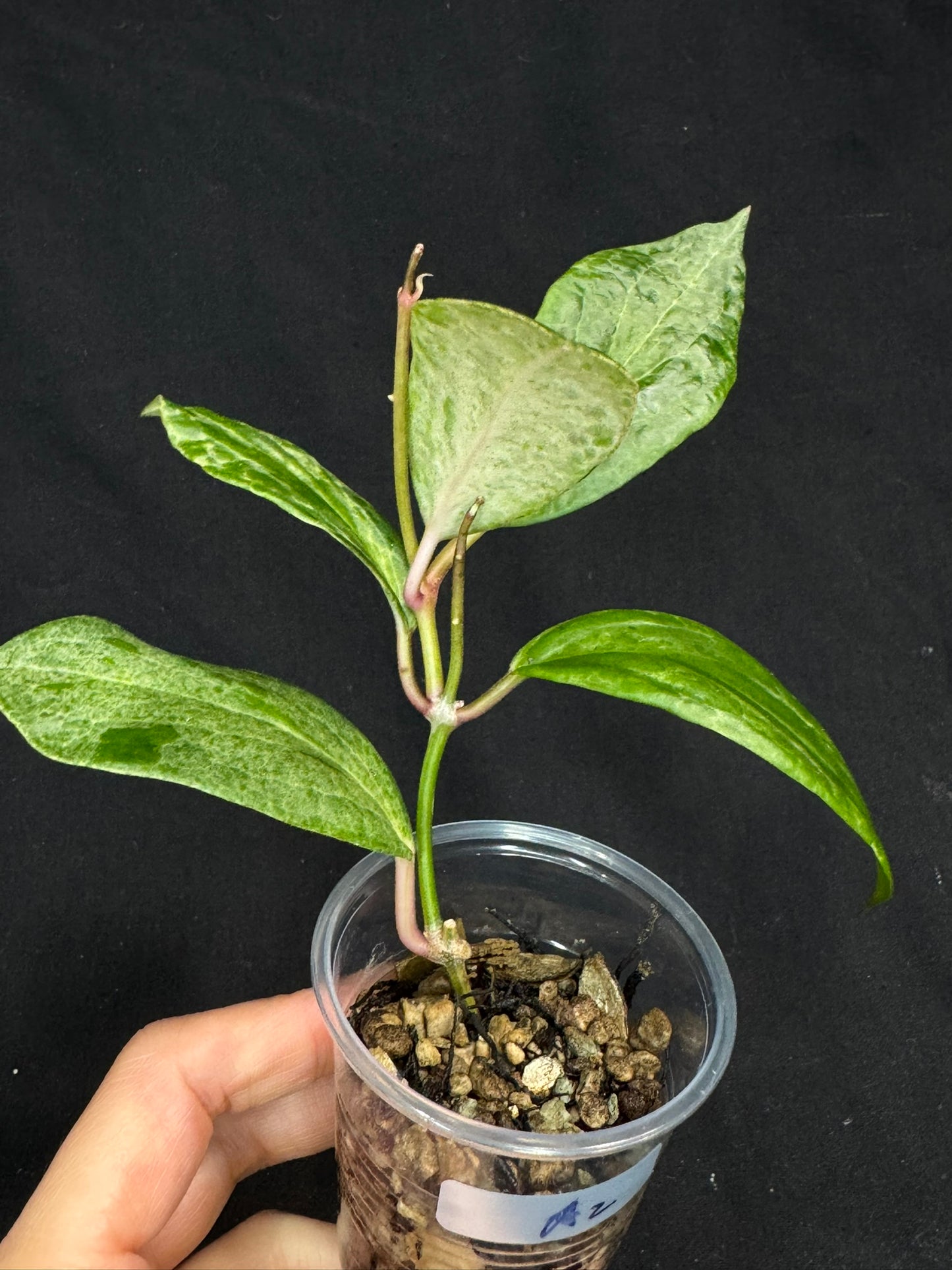 UNICORN🦄! Hoya crocodile (A2), nice variegation color, super rare (Upgrade Shipping is recommended)