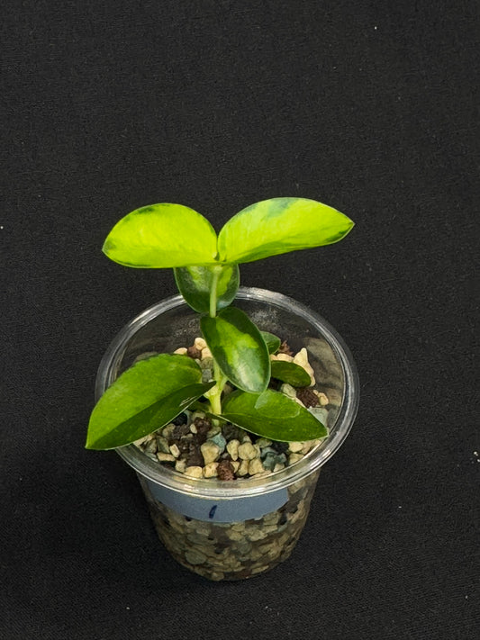 Hoya Cumingiana Inner Variegated, beautiful leaves, well-rooted , #1