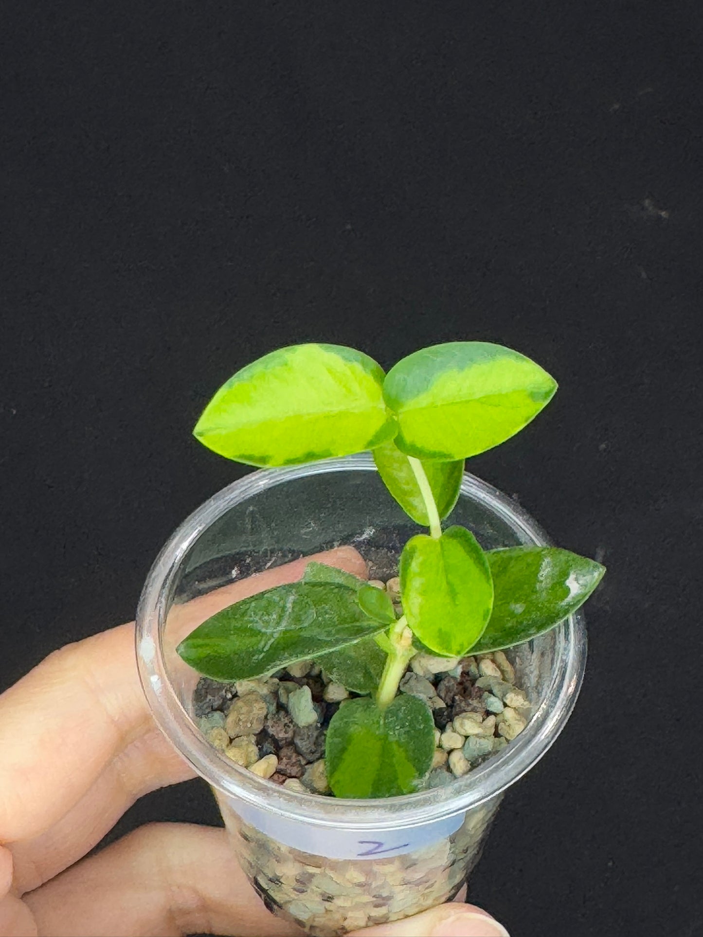 Hoya Cumingiana Inner Variegated, beautiful leaves, well-rooted , #2