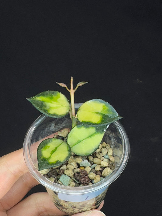 Hoya Lacunosa Asami inner variagated, rare, nice variegation, #1