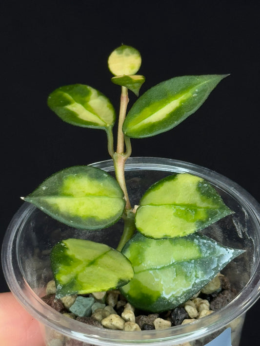 Hoya Lacunosa Asami inner variagated, rare, nice variegation, #2