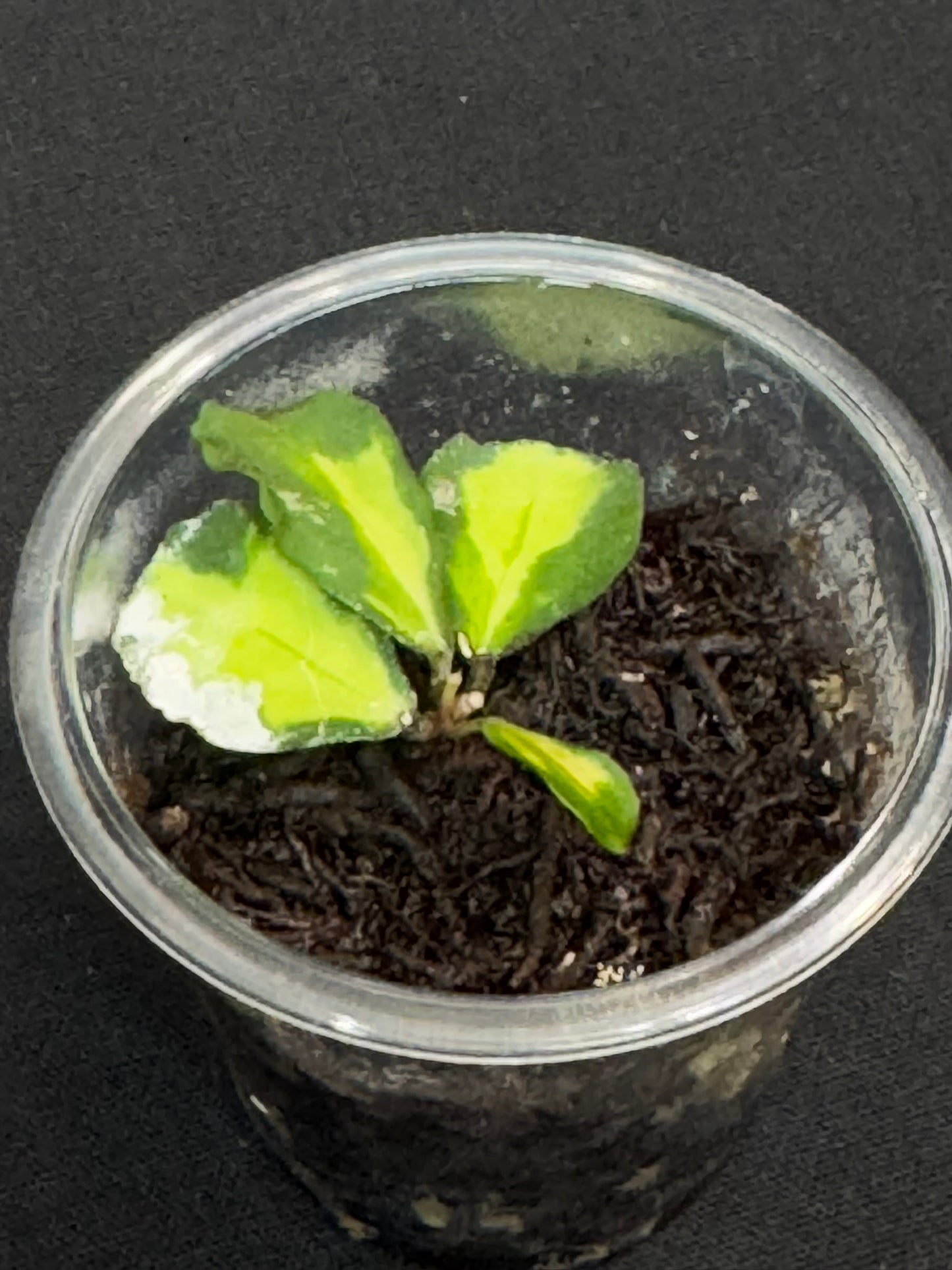 Hoya Kanyakumariana variagated, beautiful leaves, small leaves with nice variegation (Upgrade Shipping is recommended)