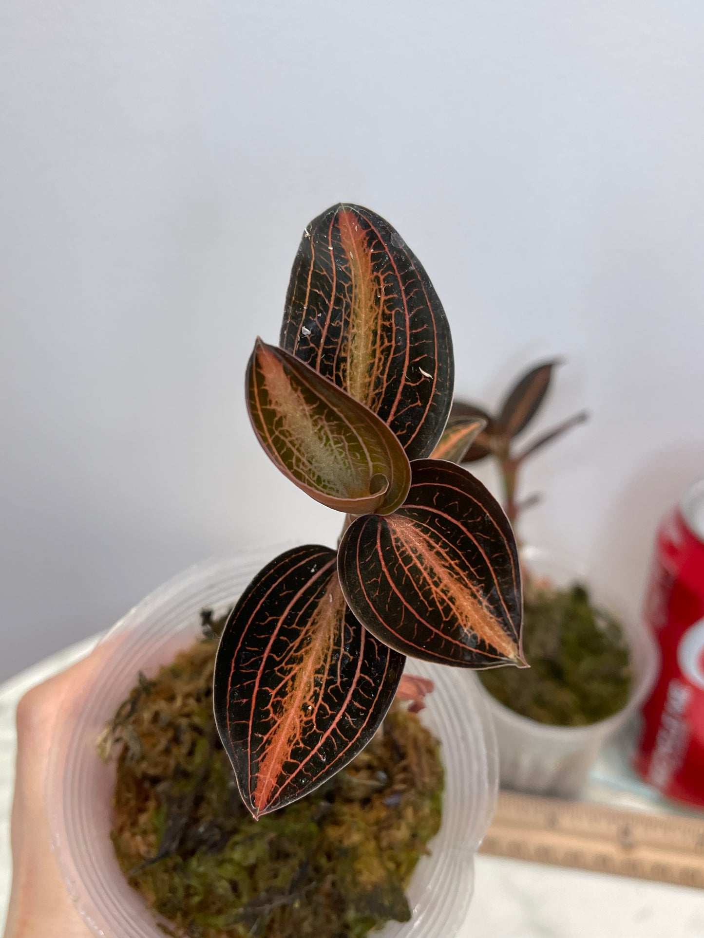 L. discolor var. nigrescens × A. siamensis 'white center', Jewel Orchid, gorgeous veining with red/cream (A5) center