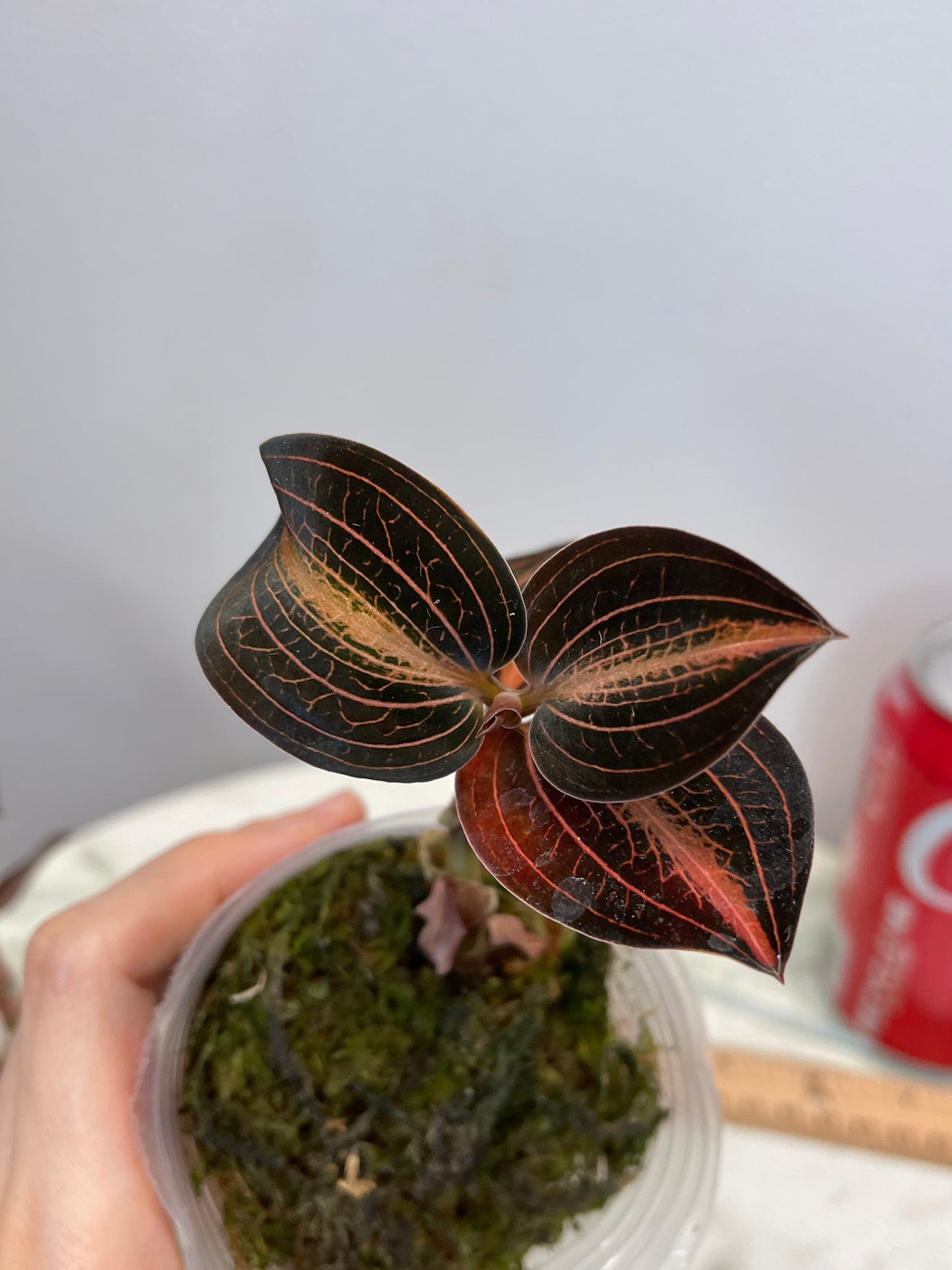 L. discolor var. nigrescens × A. siamensis 'white center', Jewel Orchid, gorgeous veining with red/cream (A5) center