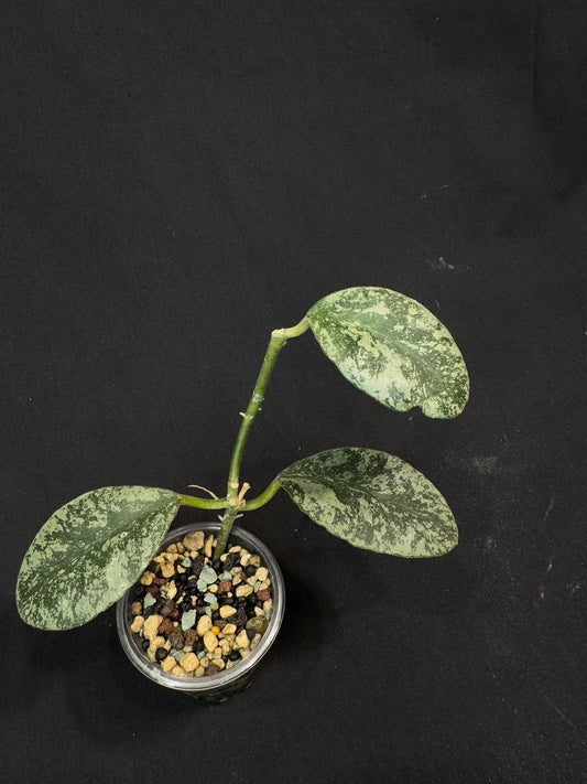 Hoya waymaniae cloudy sky, silvery/splash leaves