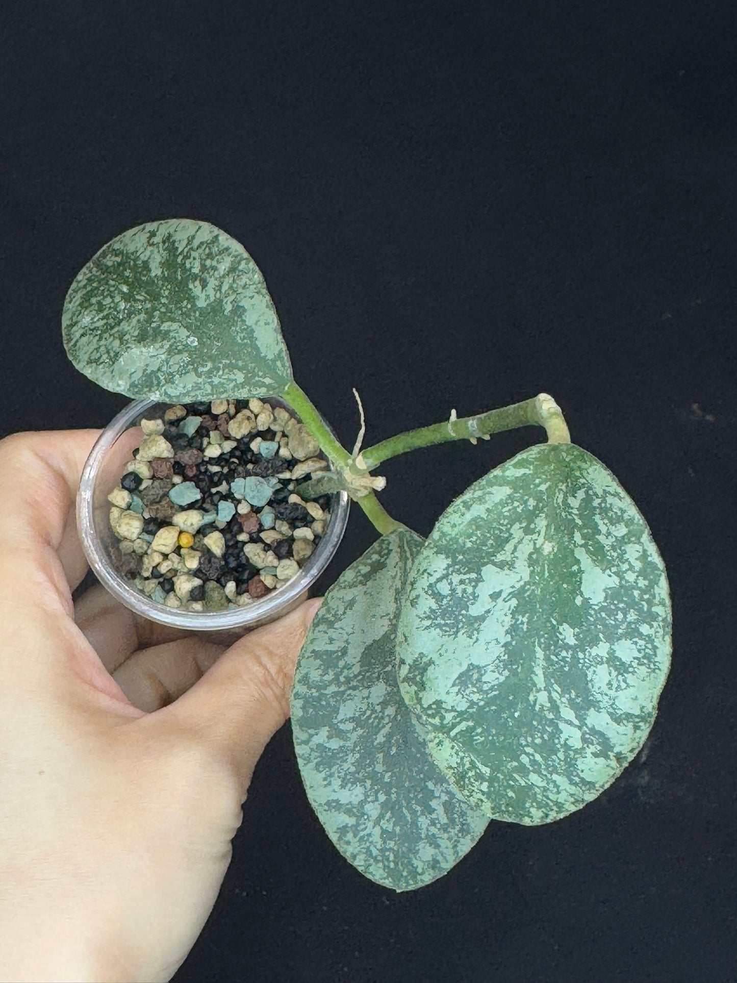 Hoya waymaniae cloudy sky, silvery/splash leaves