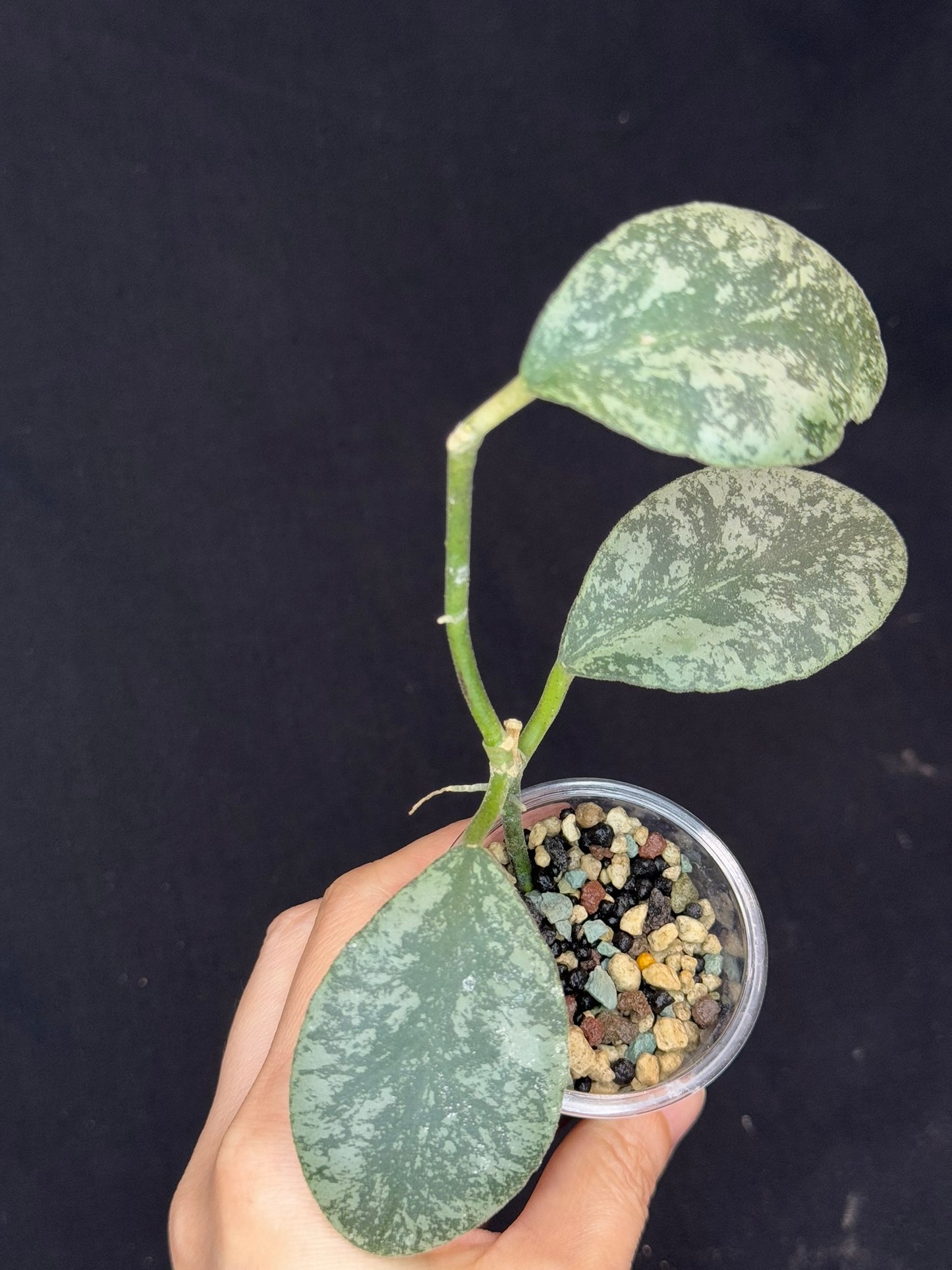 Hoya waymaniae cloudy sky, silvery/splash leaves