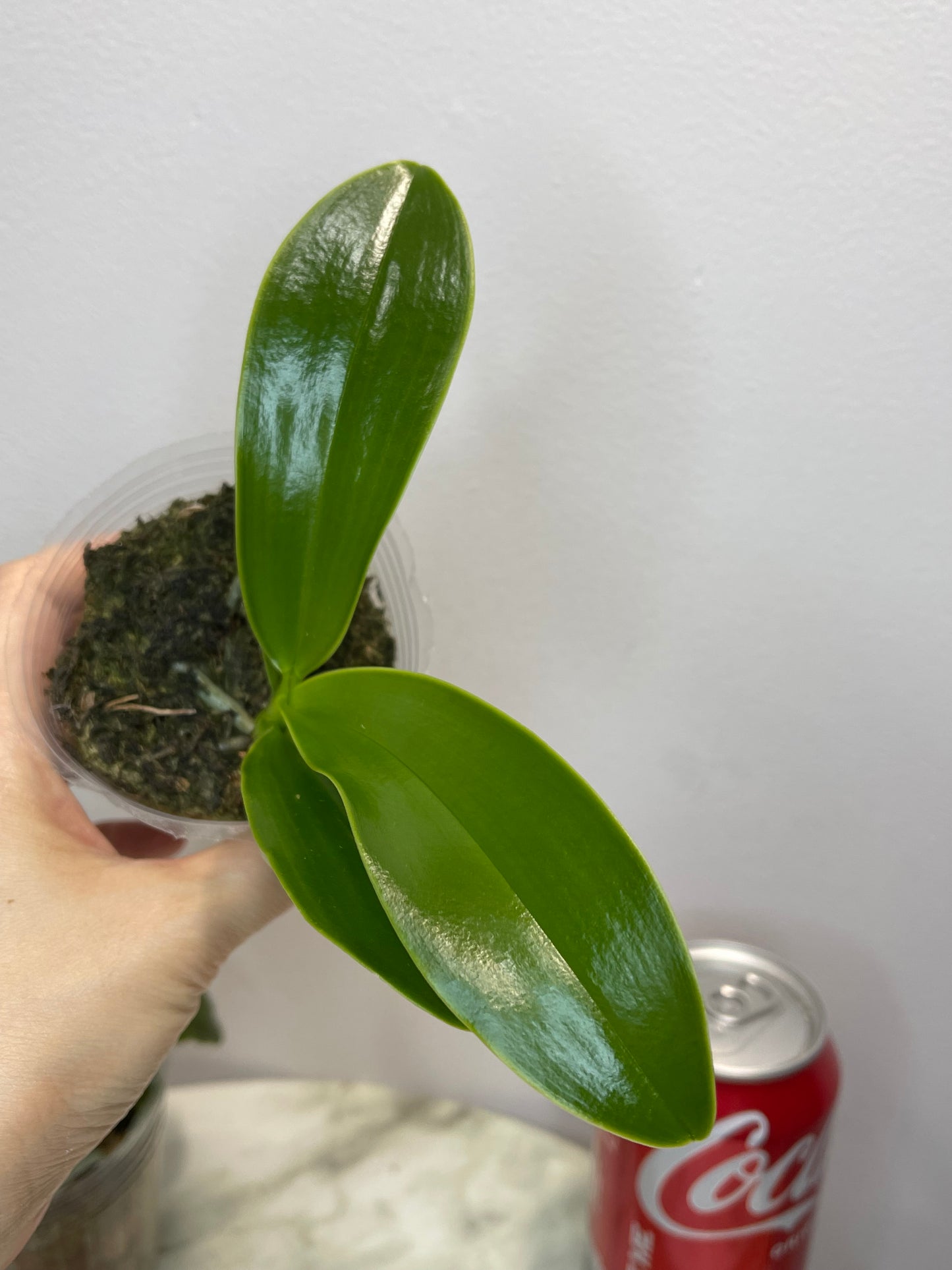 Phal lueddemanniana coerulea var. x sib 路德蓝变种兄弟交