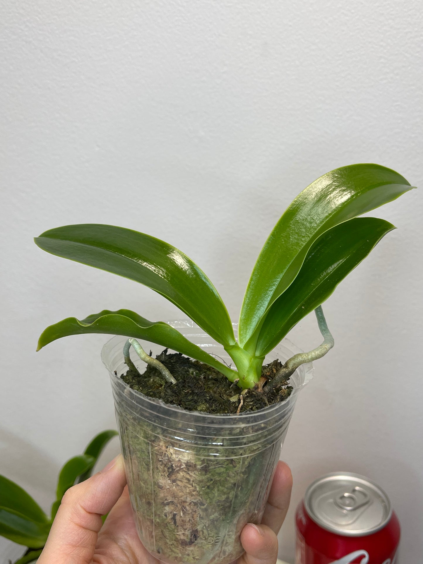 Phal lueddemanniana coerulea var. x sib 路德蓝变种兄弟交