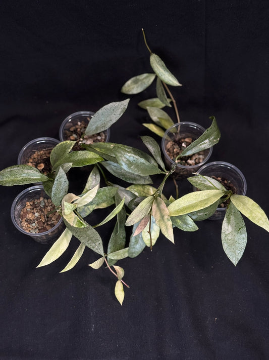 Hoya lacunosa winter pandora (#2), special