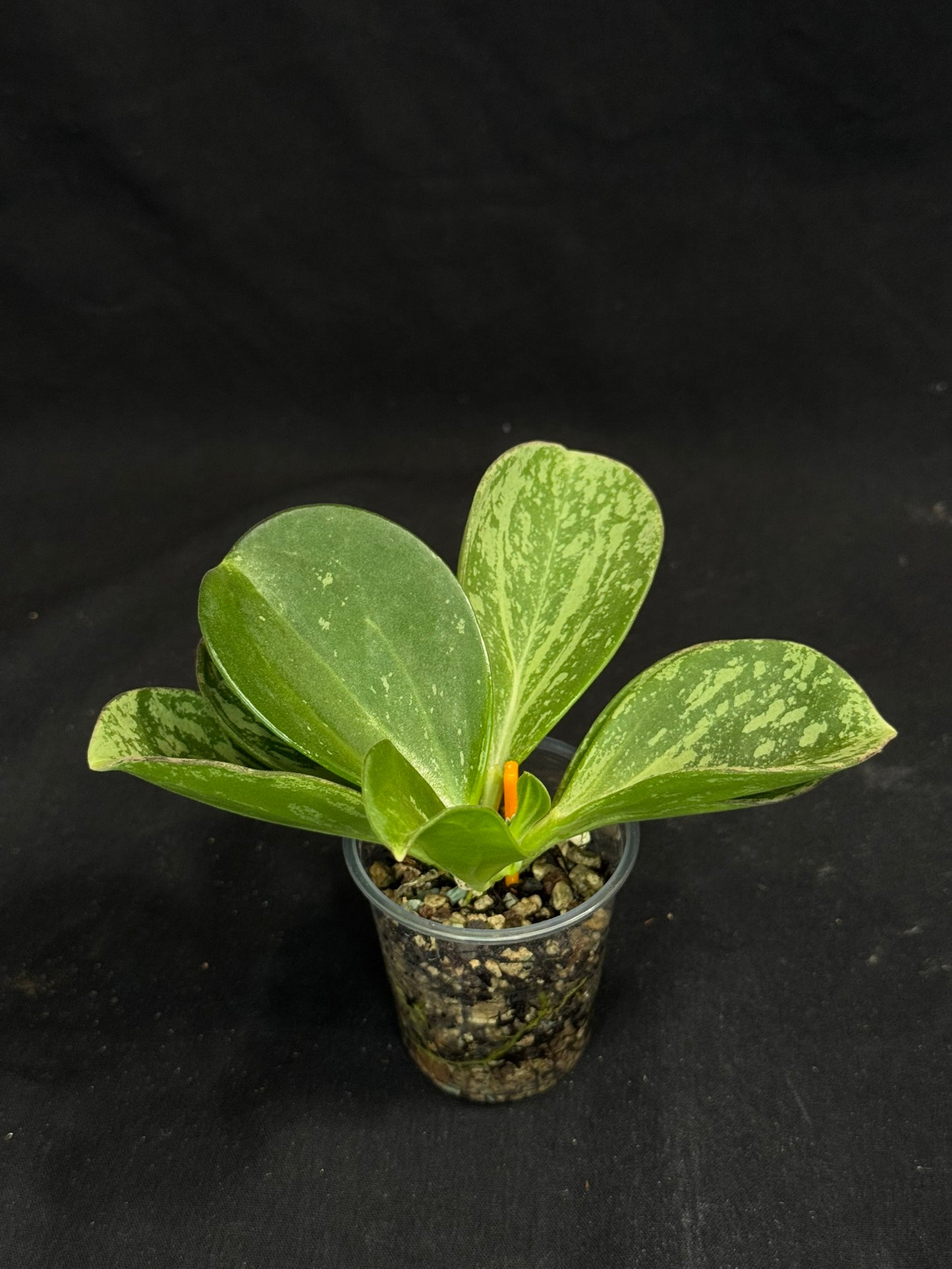 UNICORN🦄! Hoya pachyclada splash, established splashy plant with multiple leaves, rare