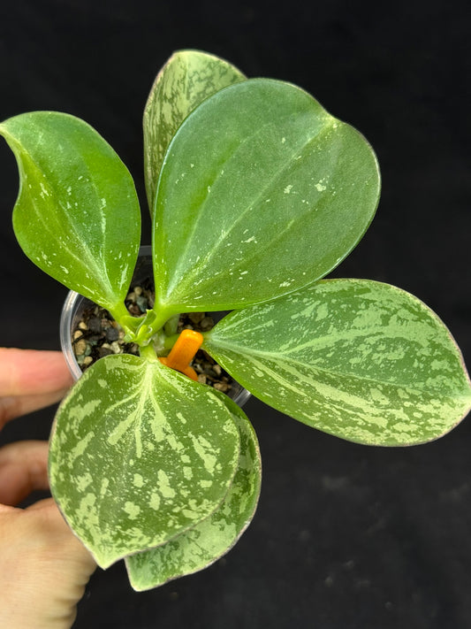 UNICORN🦄! Hoya pachyclada splash, established splashy plant with multiple leaves, rare