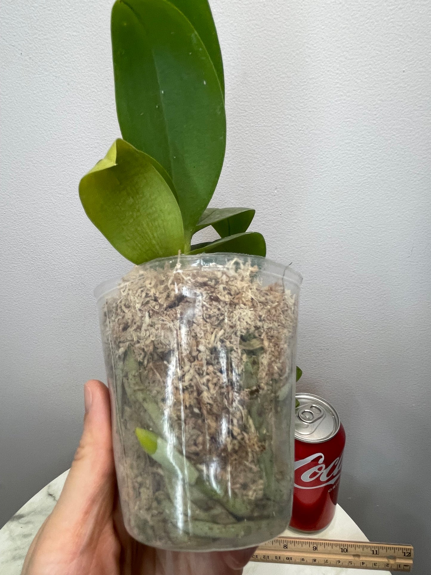 MainShow Orchid Phal Bloody Mary MF066 EXCLUSIVE BREEDING