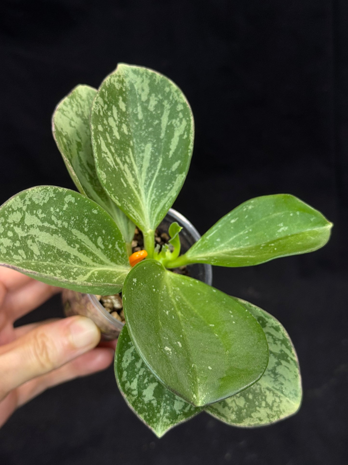 UNICORN🦄! Hoya pachyclada splash, established splashy plant with multiple leaves, rare