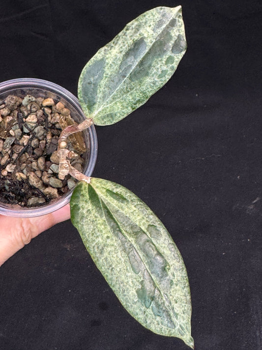 UNICORN🦄! Hoya crocodile (C1), nice variegation color, super rare (Upgrade Shipping is recommended)
