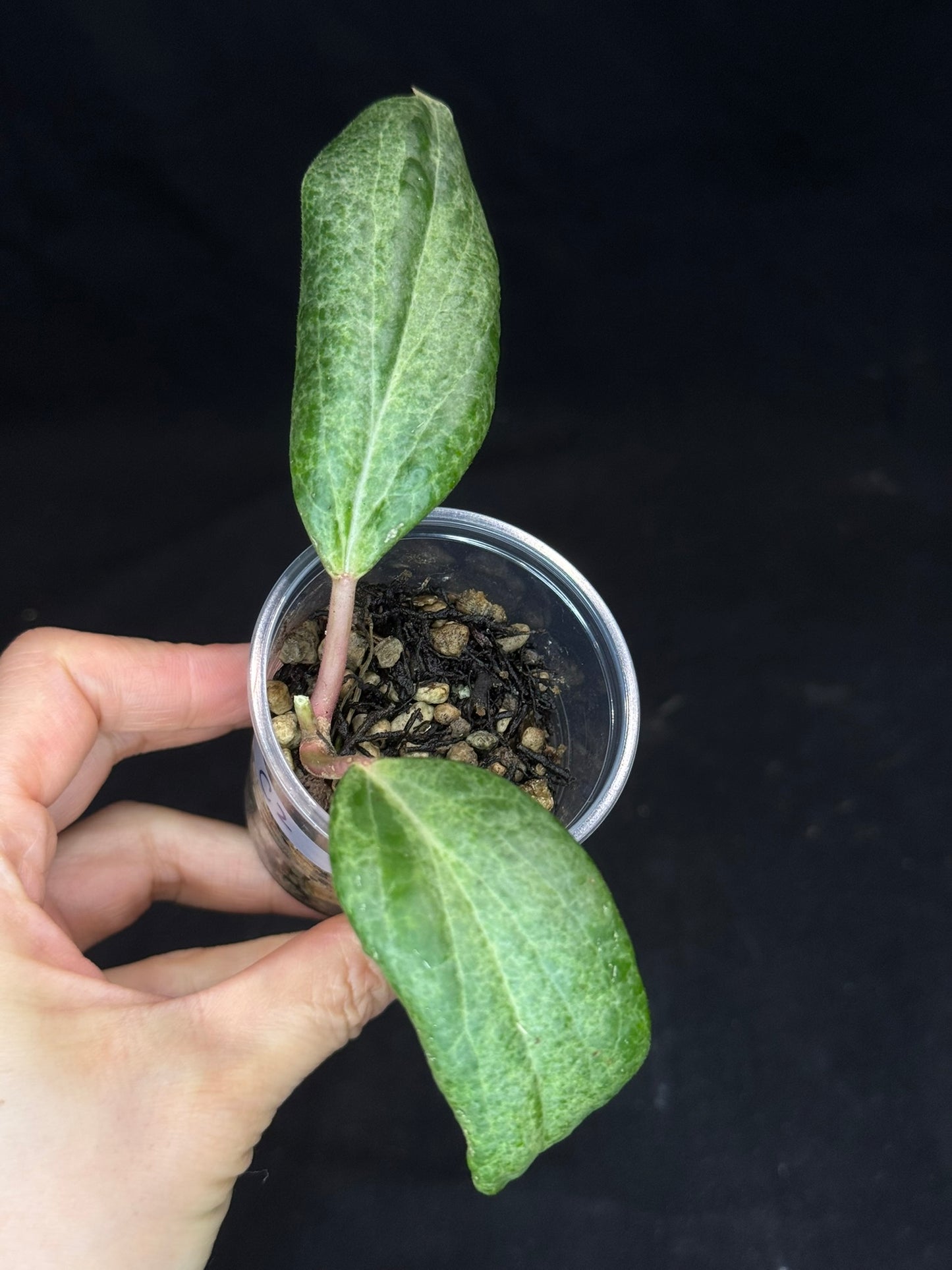 UNICORN🦄! Hoya crocodile (C2), nice variegation color, super rare (Upgrade Shipping is recommended)
