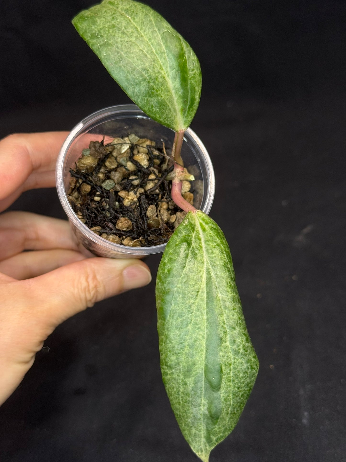 UNICORN🦄! Hoya crocodile (C2), nice variegation color, super rare (Upgrade Shipping is recommended)