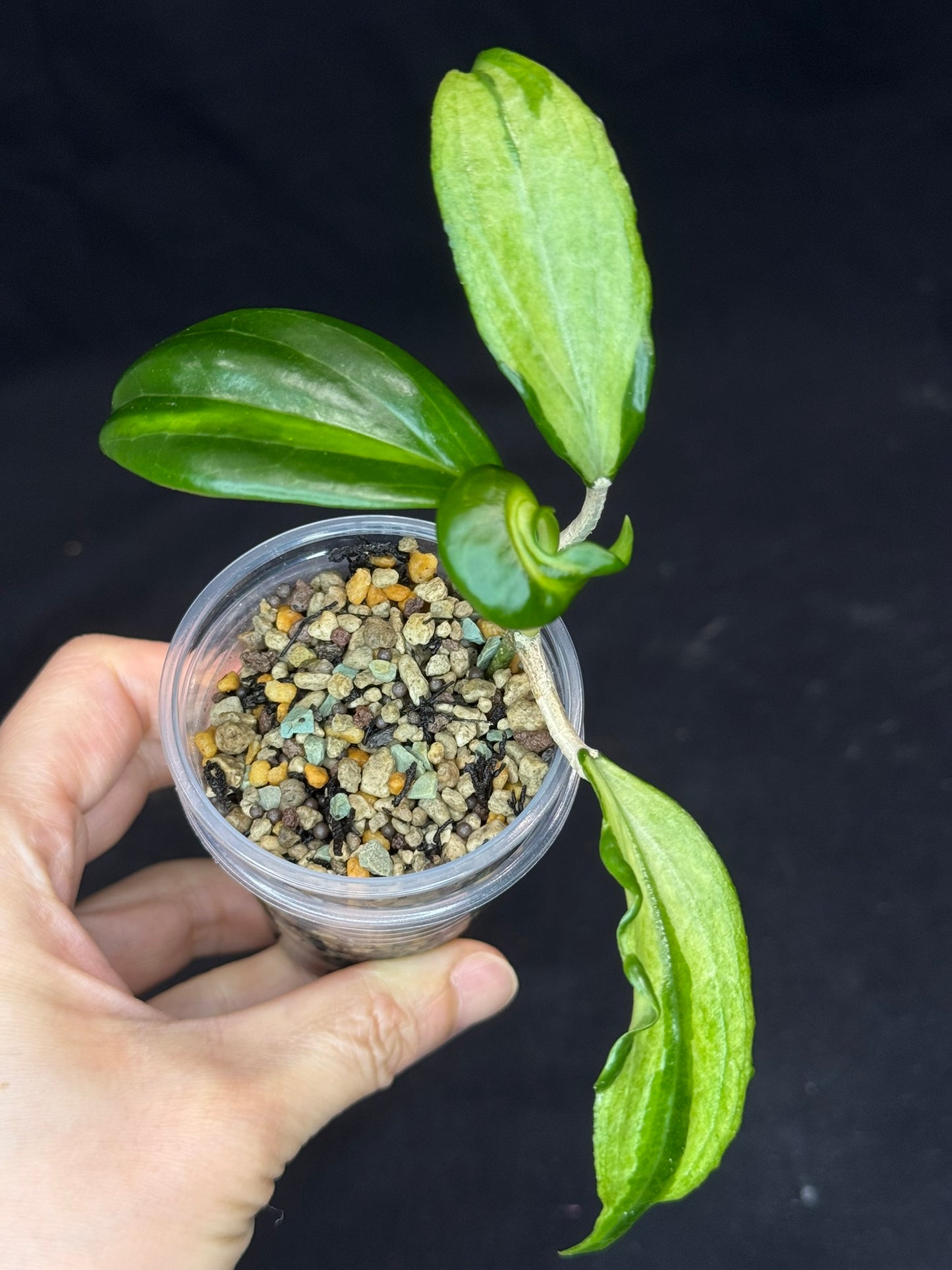 UNICORN🦄! Hoya quinquenervia variegated, nice variegation color,  super rare (Upgrade Shipping is recommended)