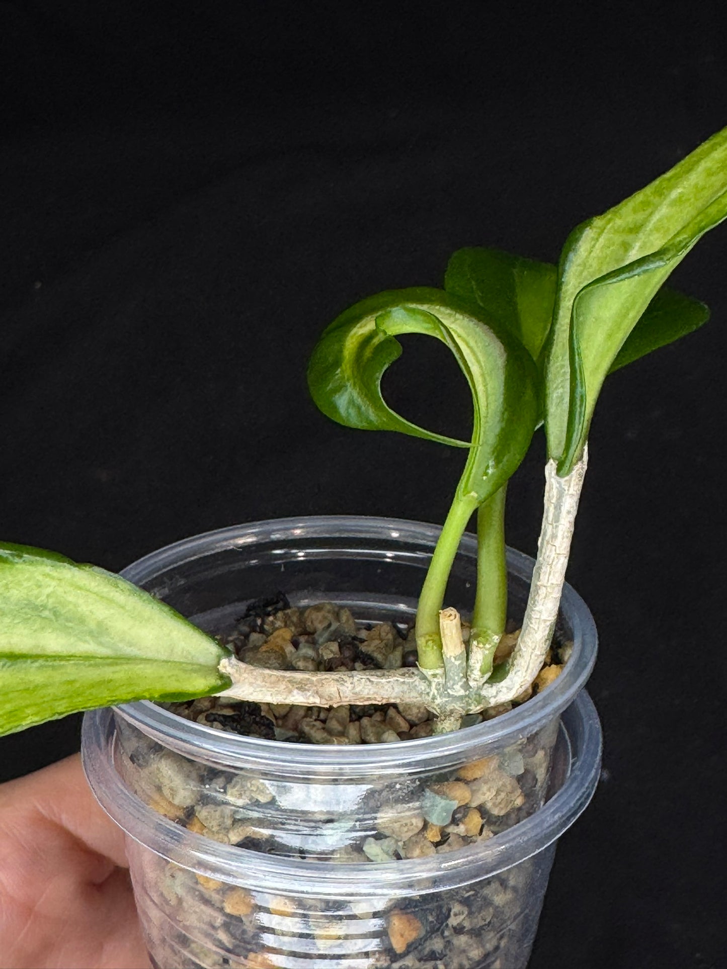 UNICORN🦄! Hoya quinquenervia variegated, nice variegation color,  super rare (Upgrade Shipping is recommended)