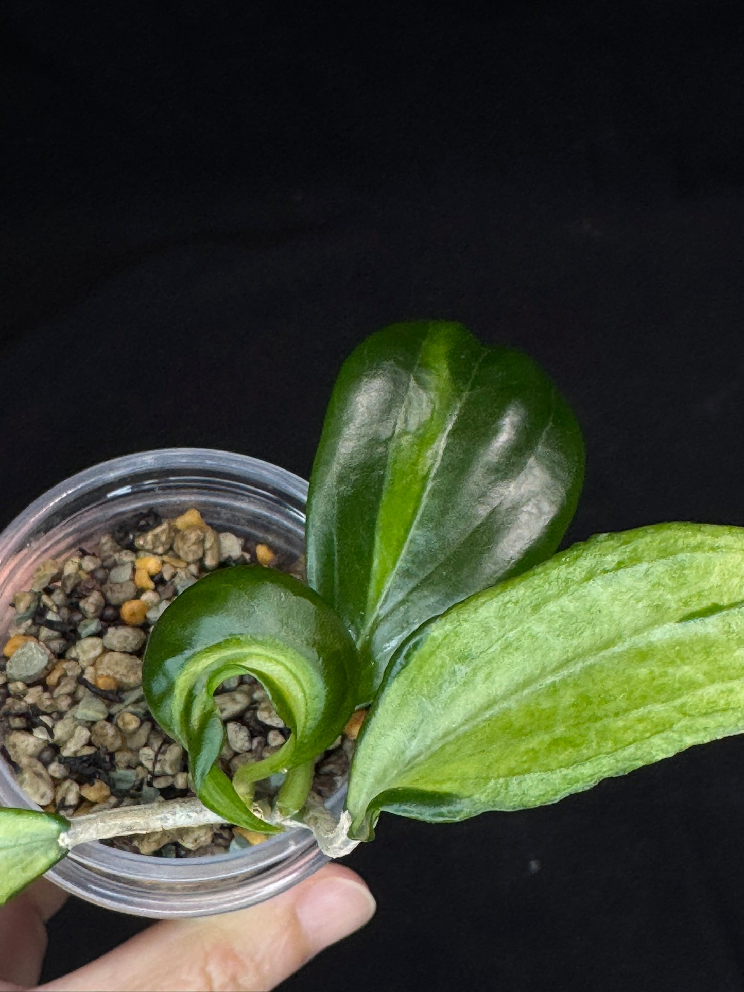 UNICORN🦄! Hoya quinquenervia variegated, nice variegation color,  super rare (Upgrade Shipping is recommended)