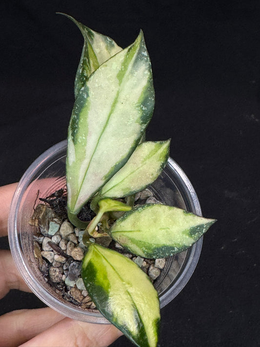 Hoya Nabawanensis variegated rooted, Beautiful Sun Stressed Hoya, splashy, rare