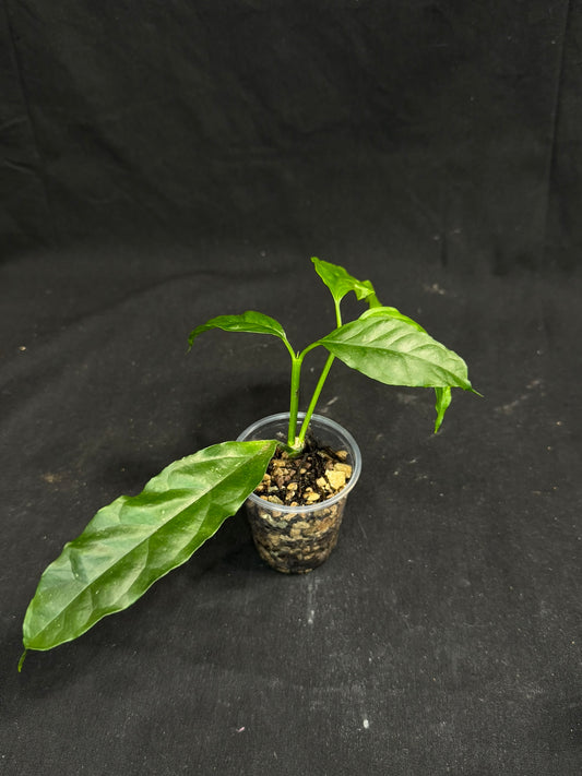Hoya Decipulae,special flowers