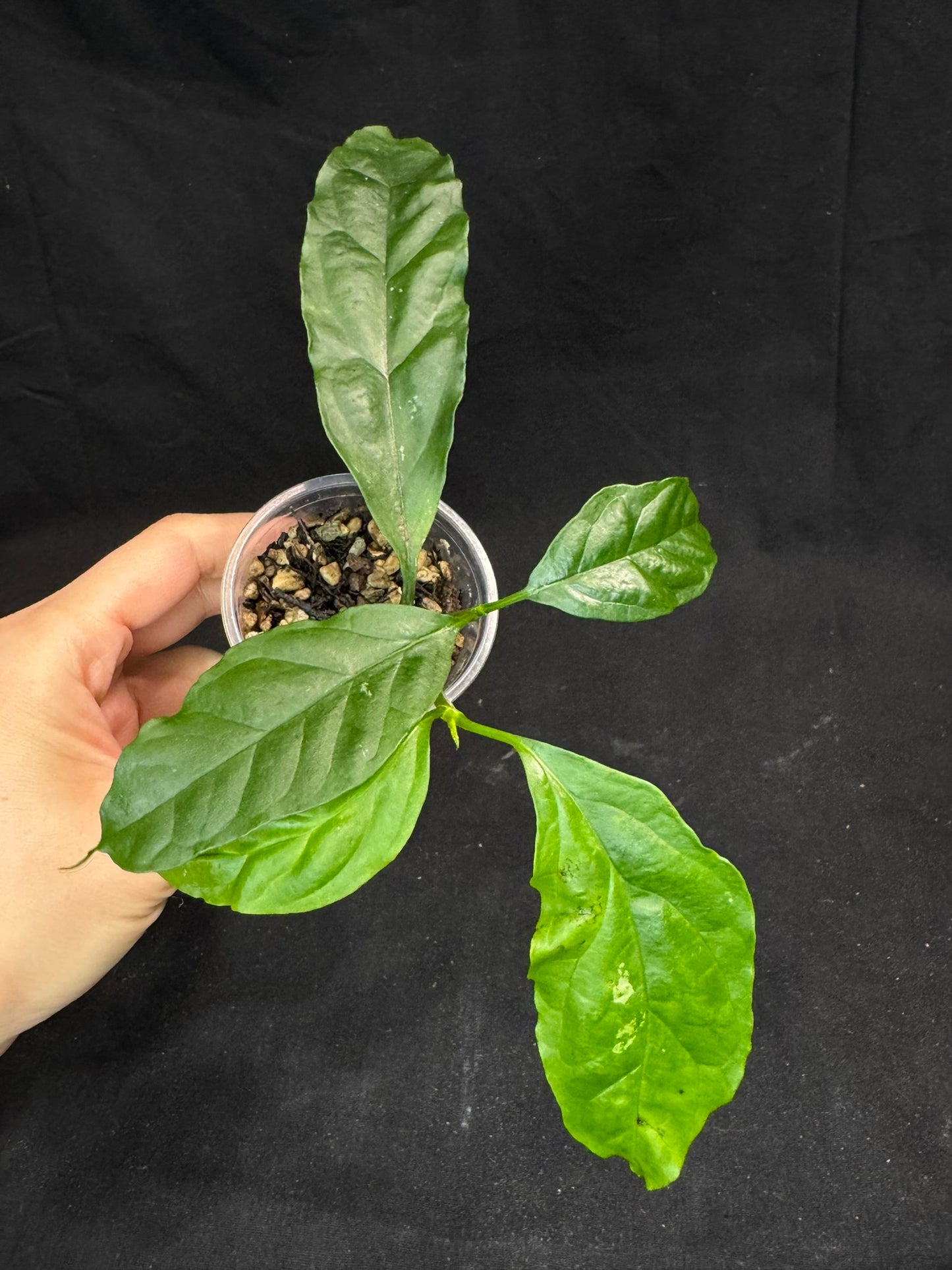 Hoya Decipulae,special flowers