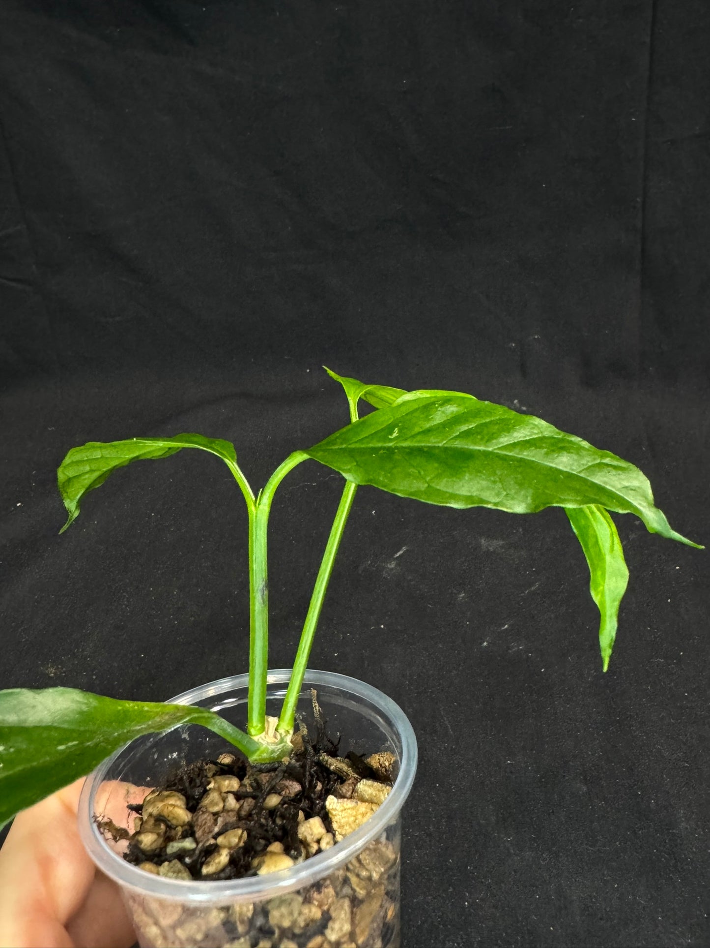 Hoya Decipulae,special flowers