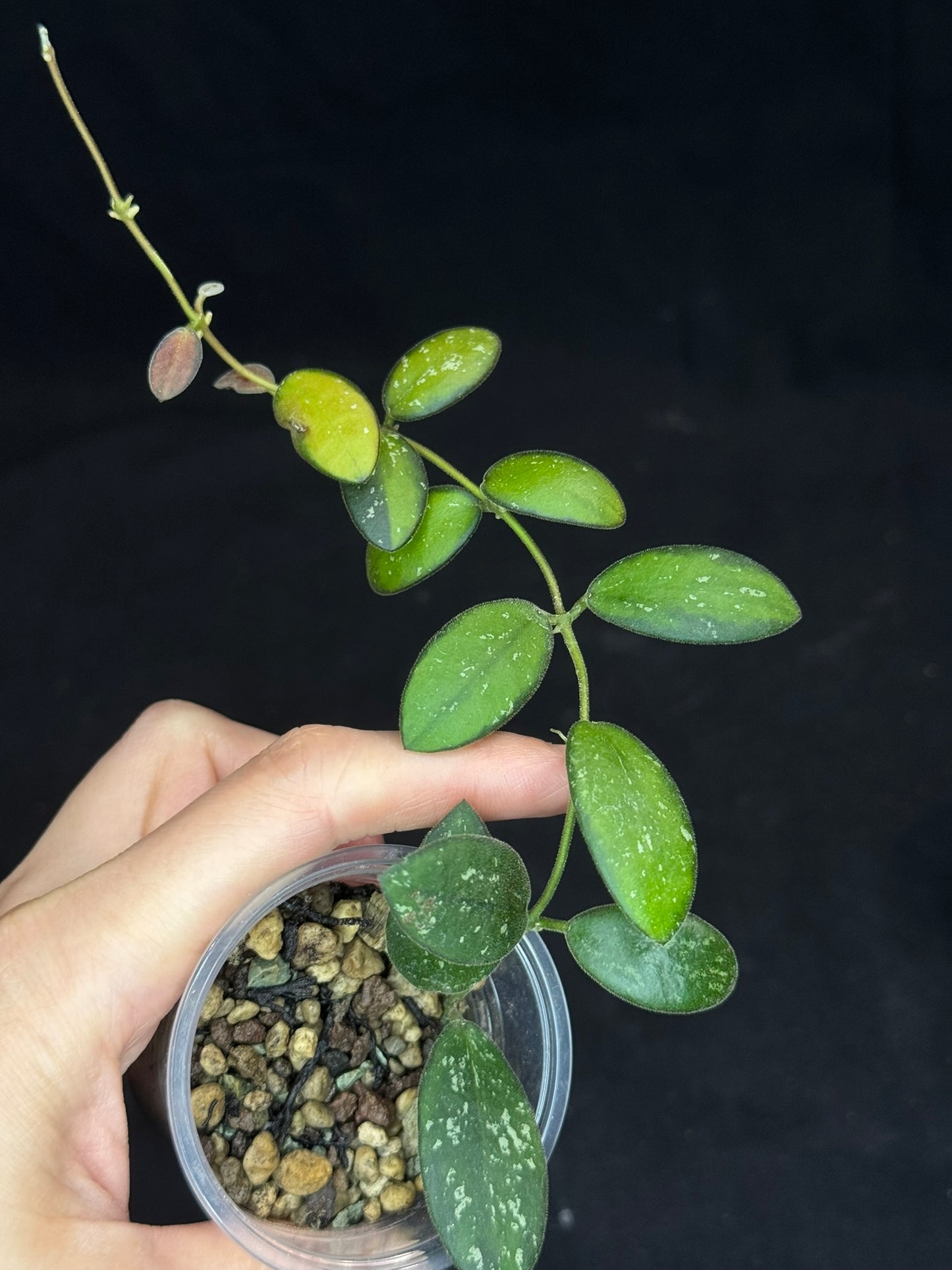 UNICORN🦄! Hoya sp. VL9 variegated, different variegation colors with spash, rare