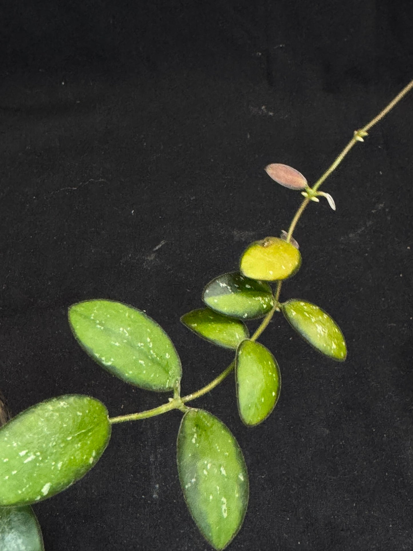 UNICORN🦄! Hoya sp. VL9 variegated, different variegation colors with spash, rare