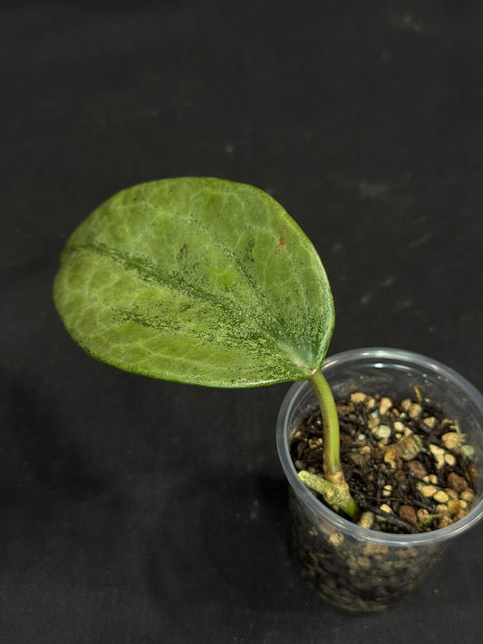 UNICORN🦄! Hoya latifolia rimba perak,  speical silvery leaves, rare