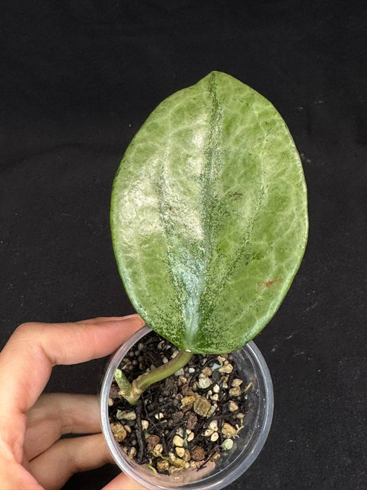 UNICORN🦄! Hoya latifolia rimba perak,  speical silvery leaves, rare