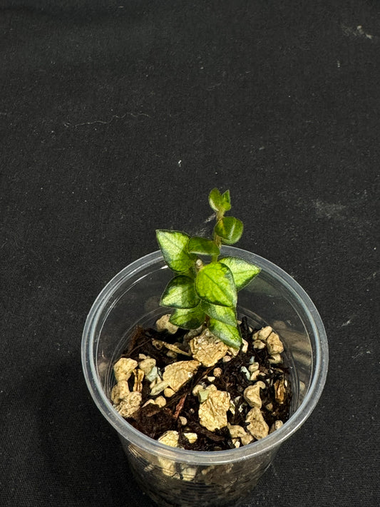 Hoya chinghungensis variegated, small leaves with nice variegation