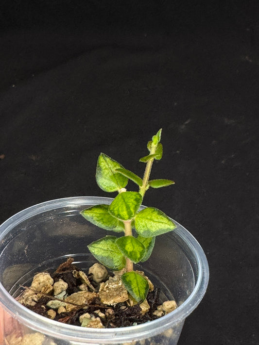 Hoya chinghungensis variegated, small leaves with nice variegation