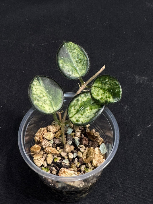 Hoya mathilde variegated, small leaves with nice variegation