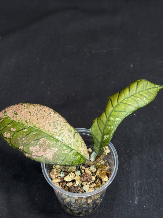 Hoya gunung gading ghost GGG, nice veins and splashy/silvery leaves