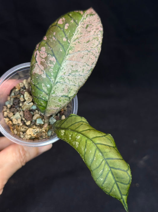 Hoya gunung gading ghost GGG, nice veins and splashy/silvery leaves