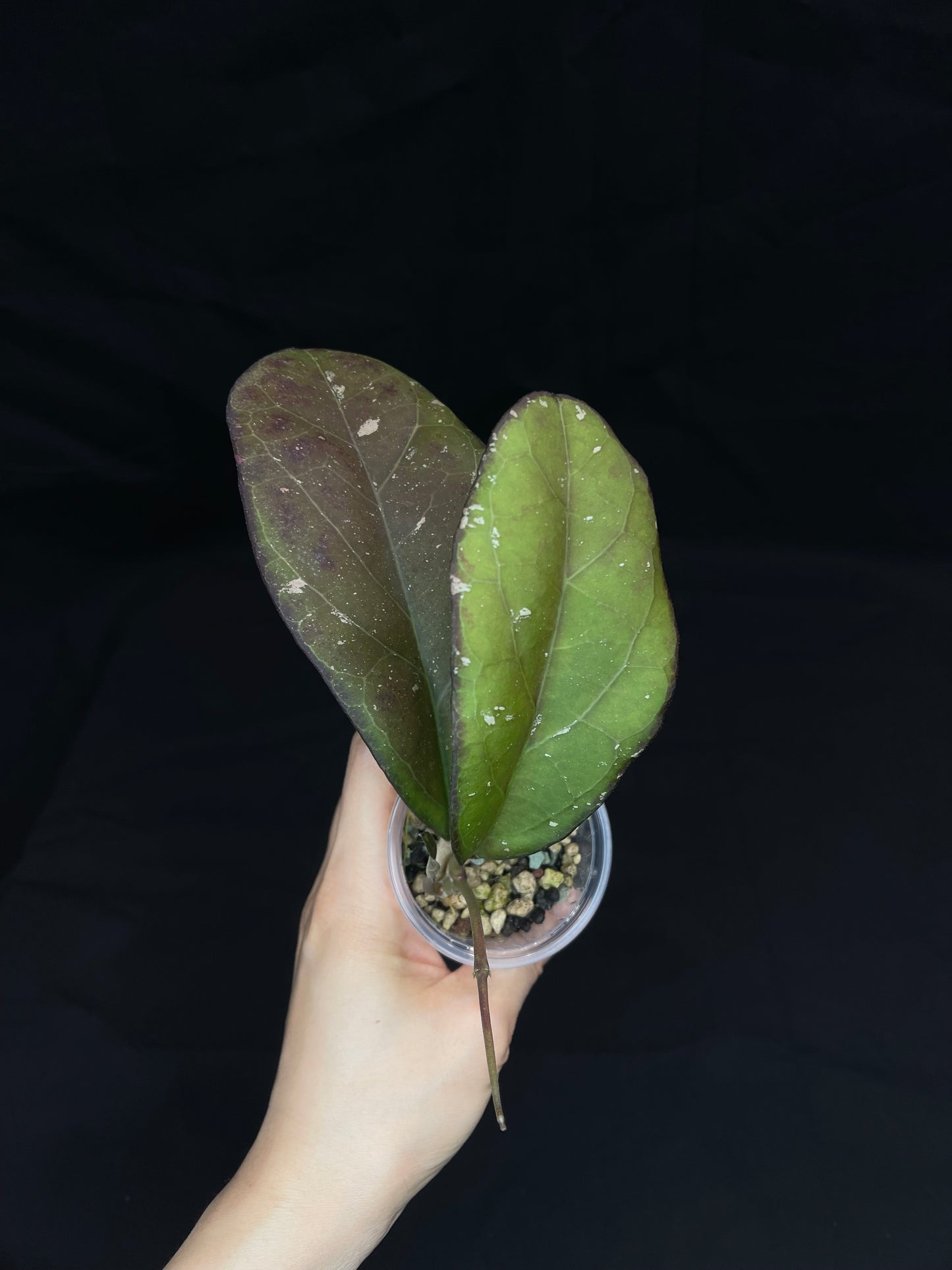 Hoya AH041 (A), big splashy leaves, sun-stressed color leaves