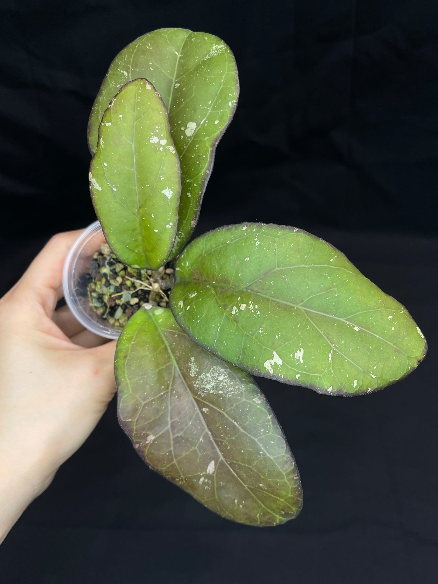 Hoya AH041 (B), big splashy leaves, sun-stressed color leaves